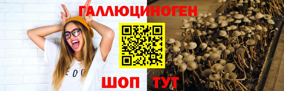 Псилоцибиновые грибы Psilocybine cubensis Печора